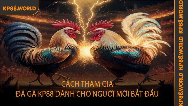 Cách tham gia đá gà kp88 dành cho người mới bắt đầu