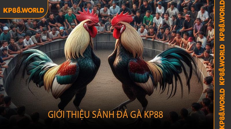 Giới thiệu sảnh đá gà KP88